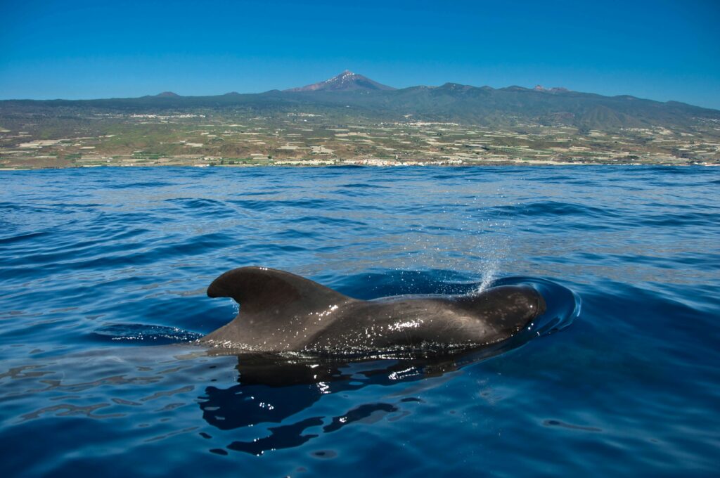 Whale Watching auf Teneriffa: Mein Erfahrungsbericht und die besten Ausflüge 6119 1024x680